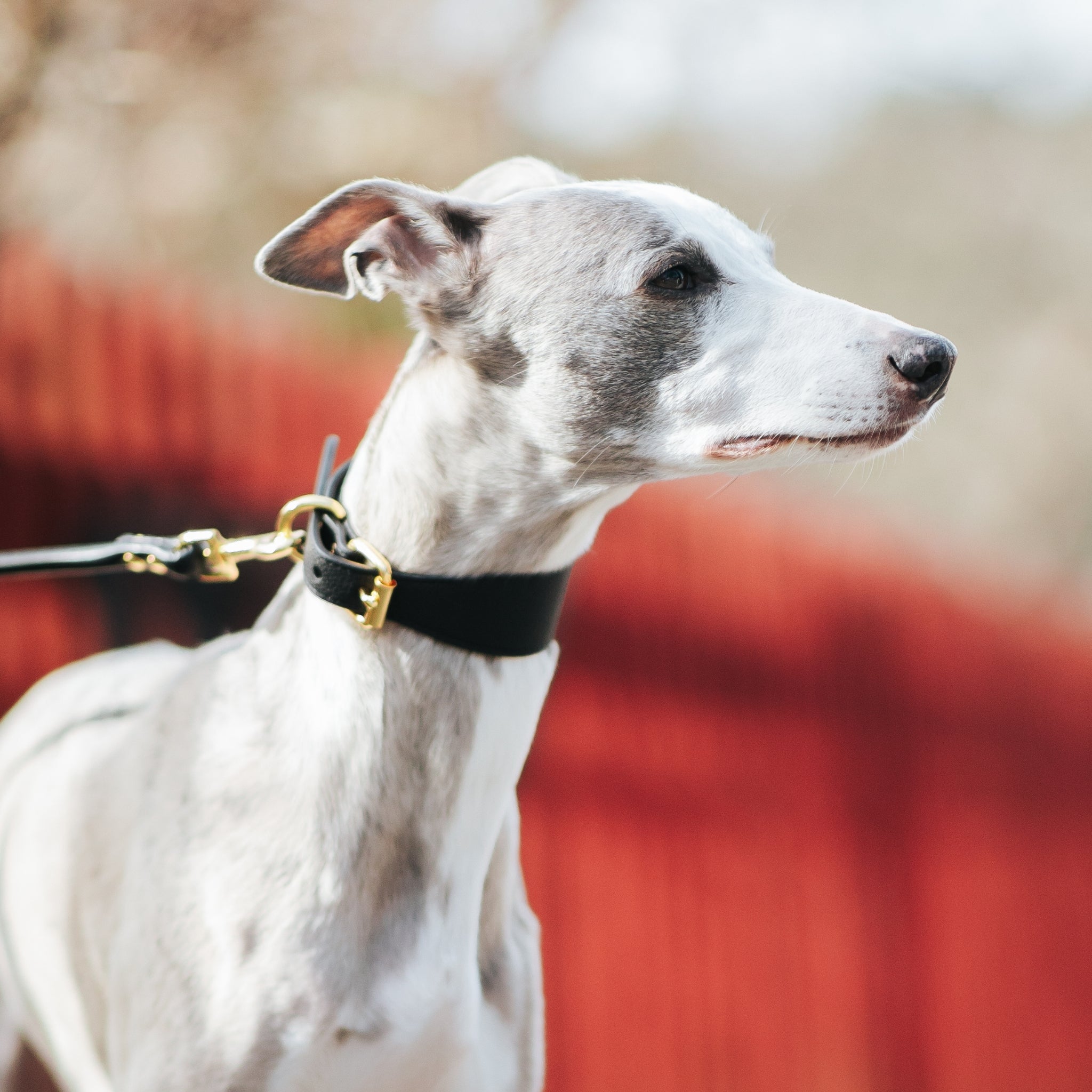 Black Dog Lead