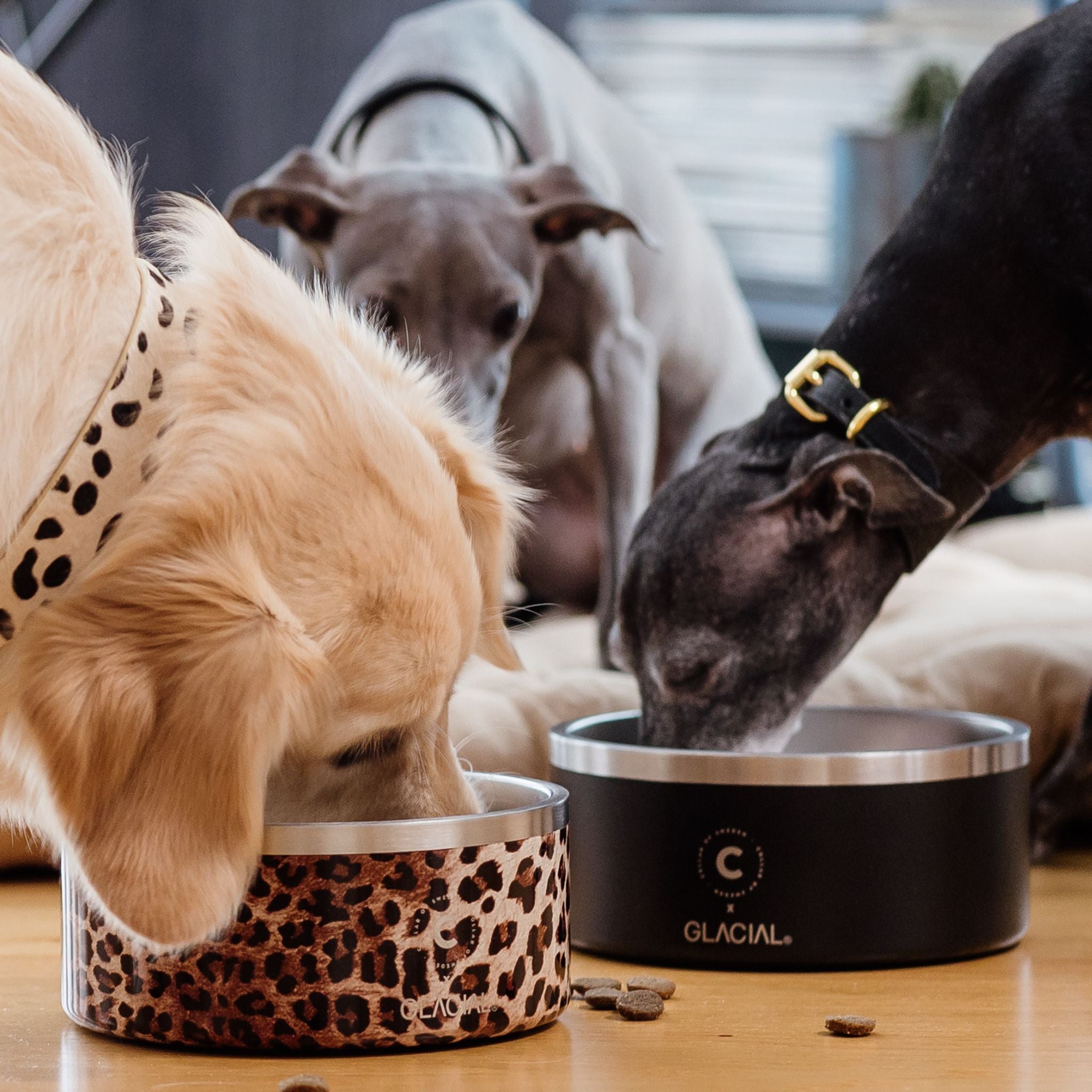 Leopard Dog Bowl