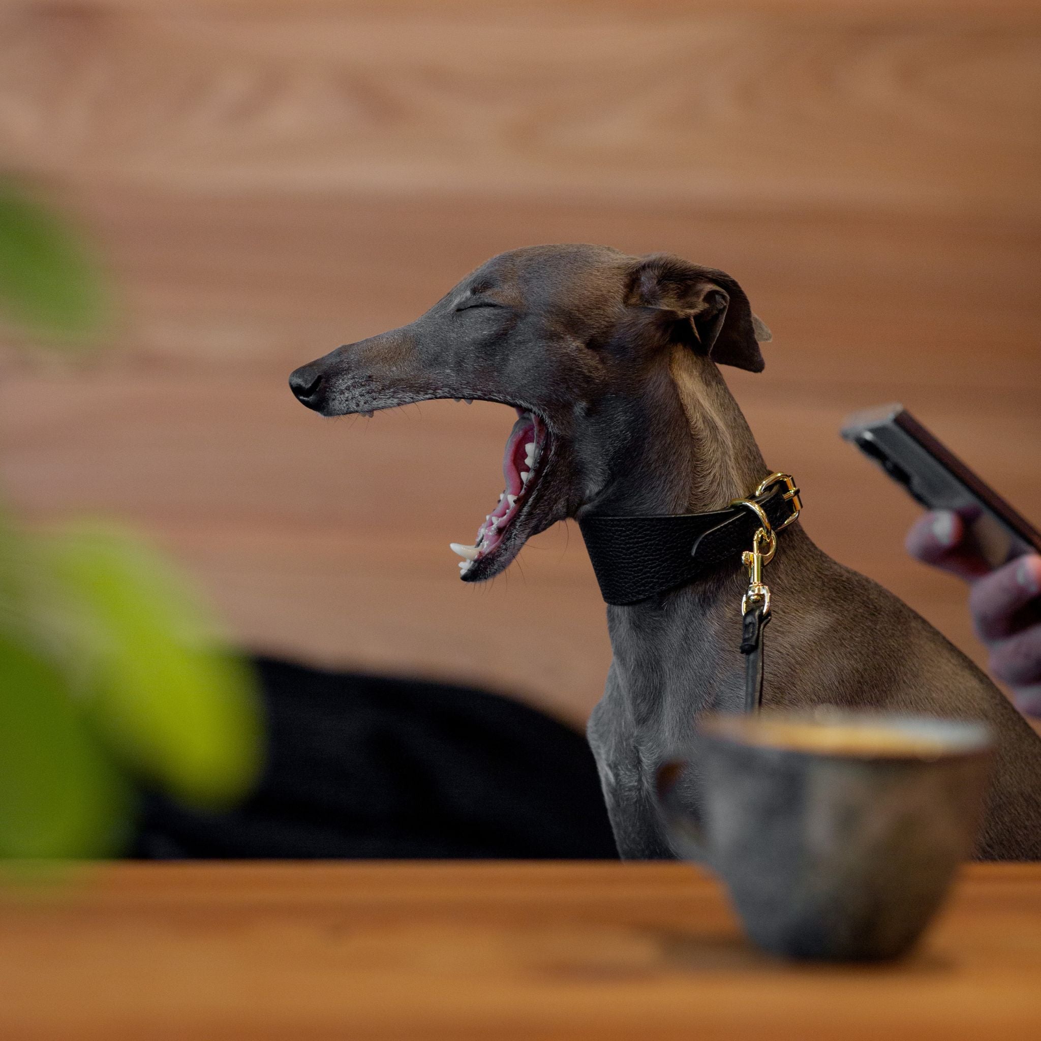 Black Dog Collar Wide