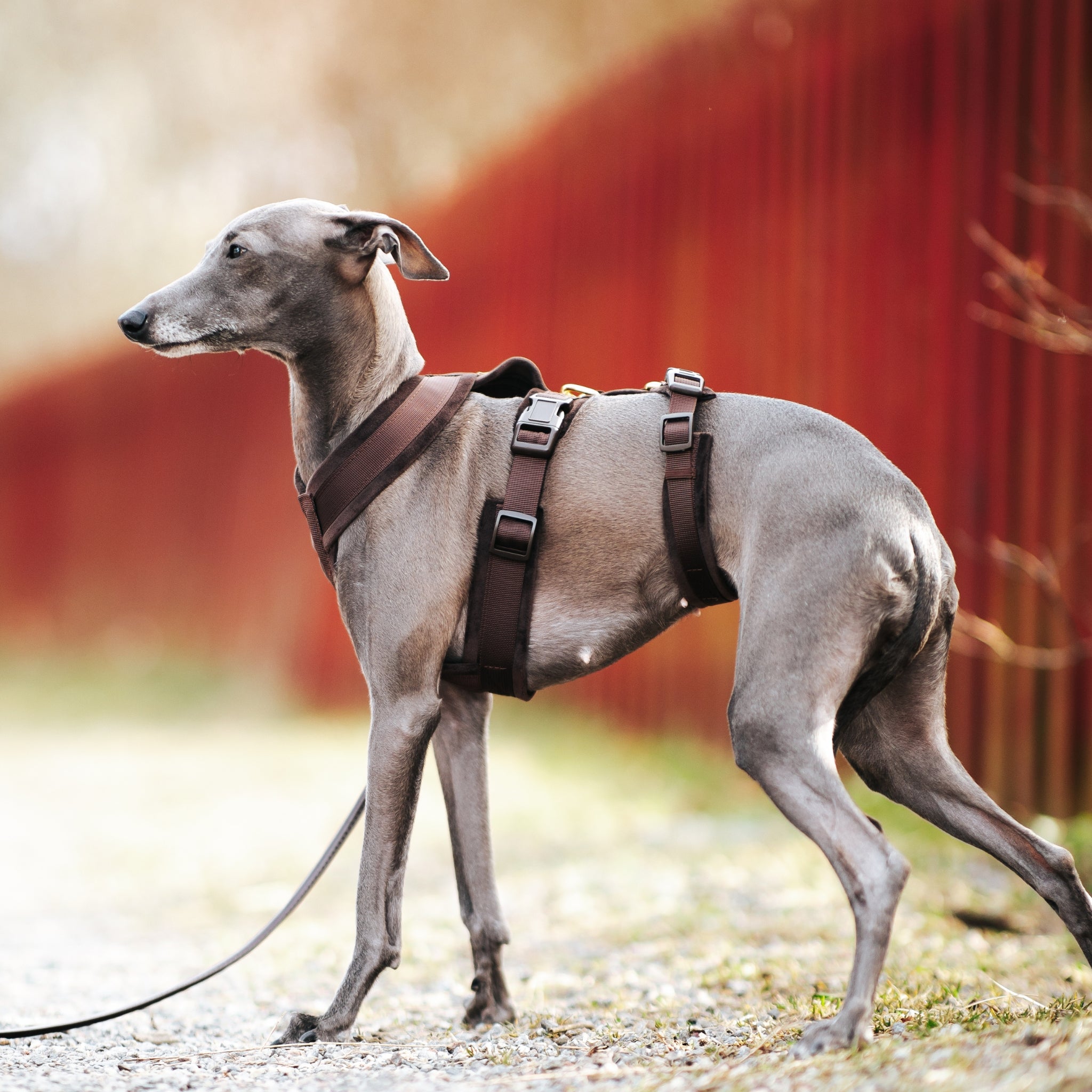 Coffee Brown Y-Harness XS