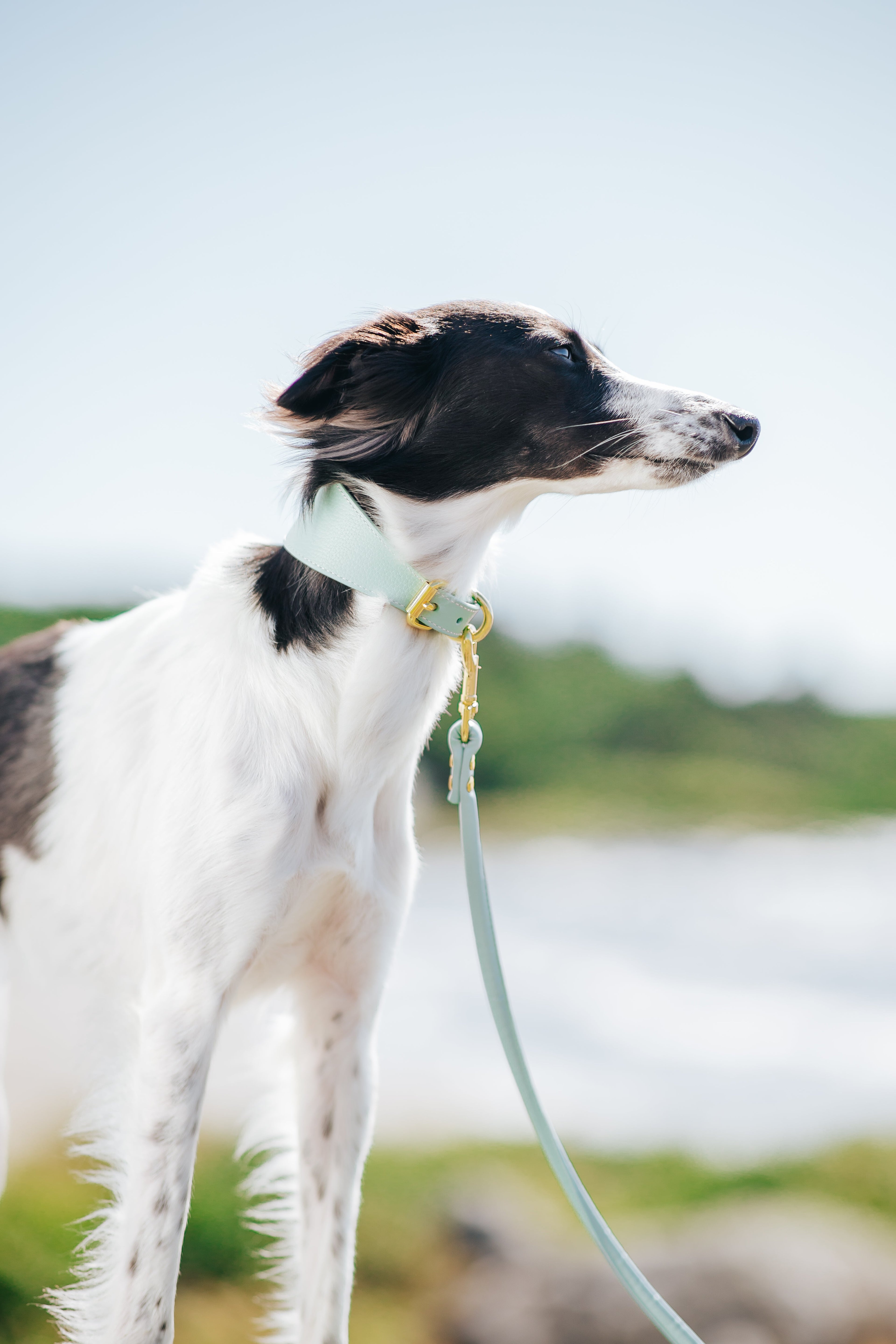 Mint Dog Lead