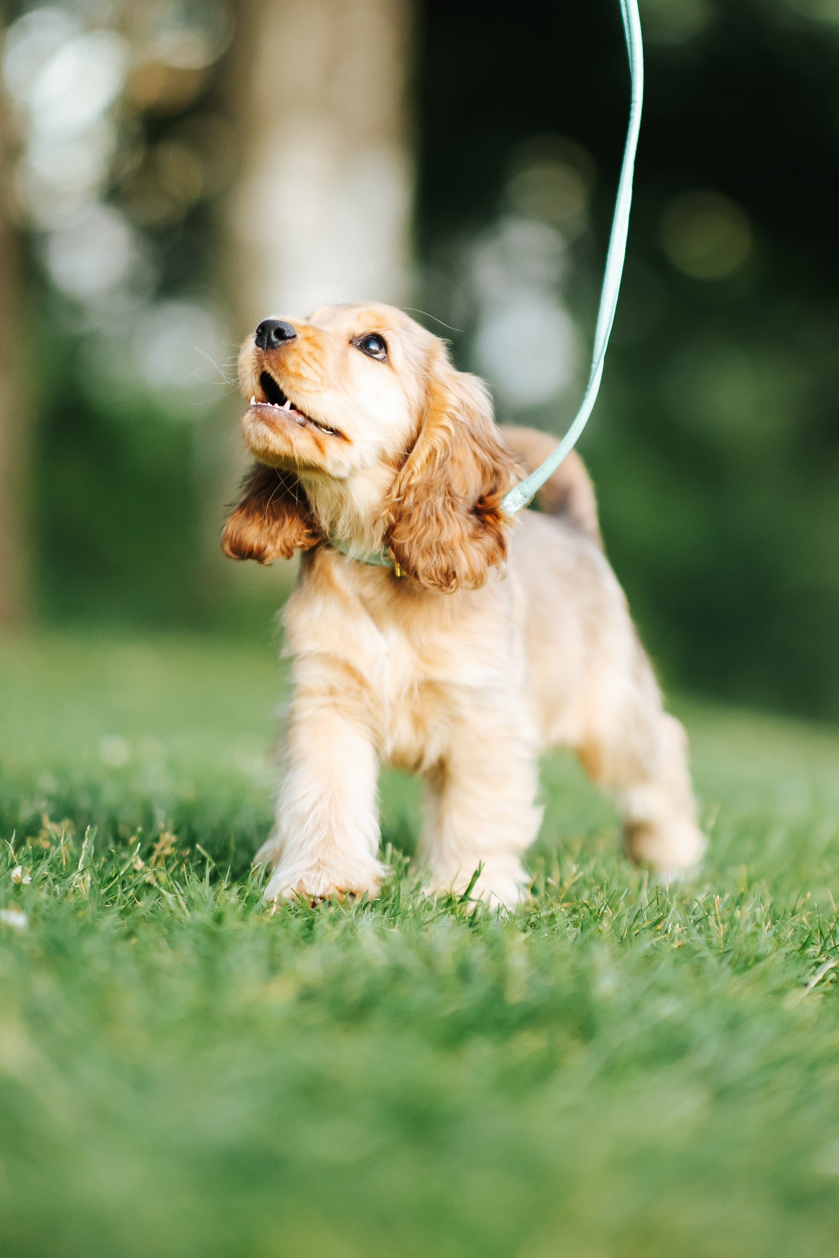 Mint Dog Lead