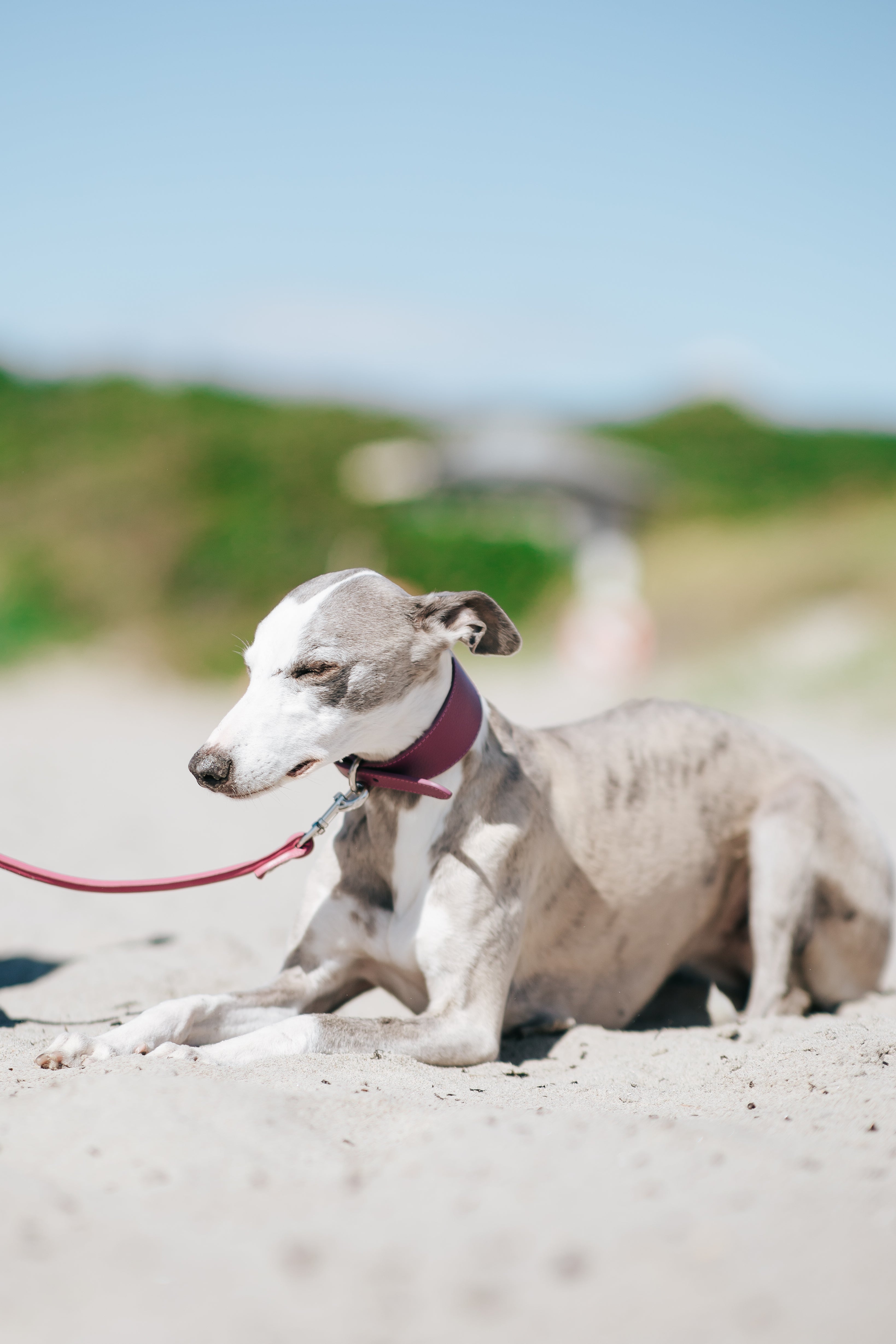 Purple Dog Lead
