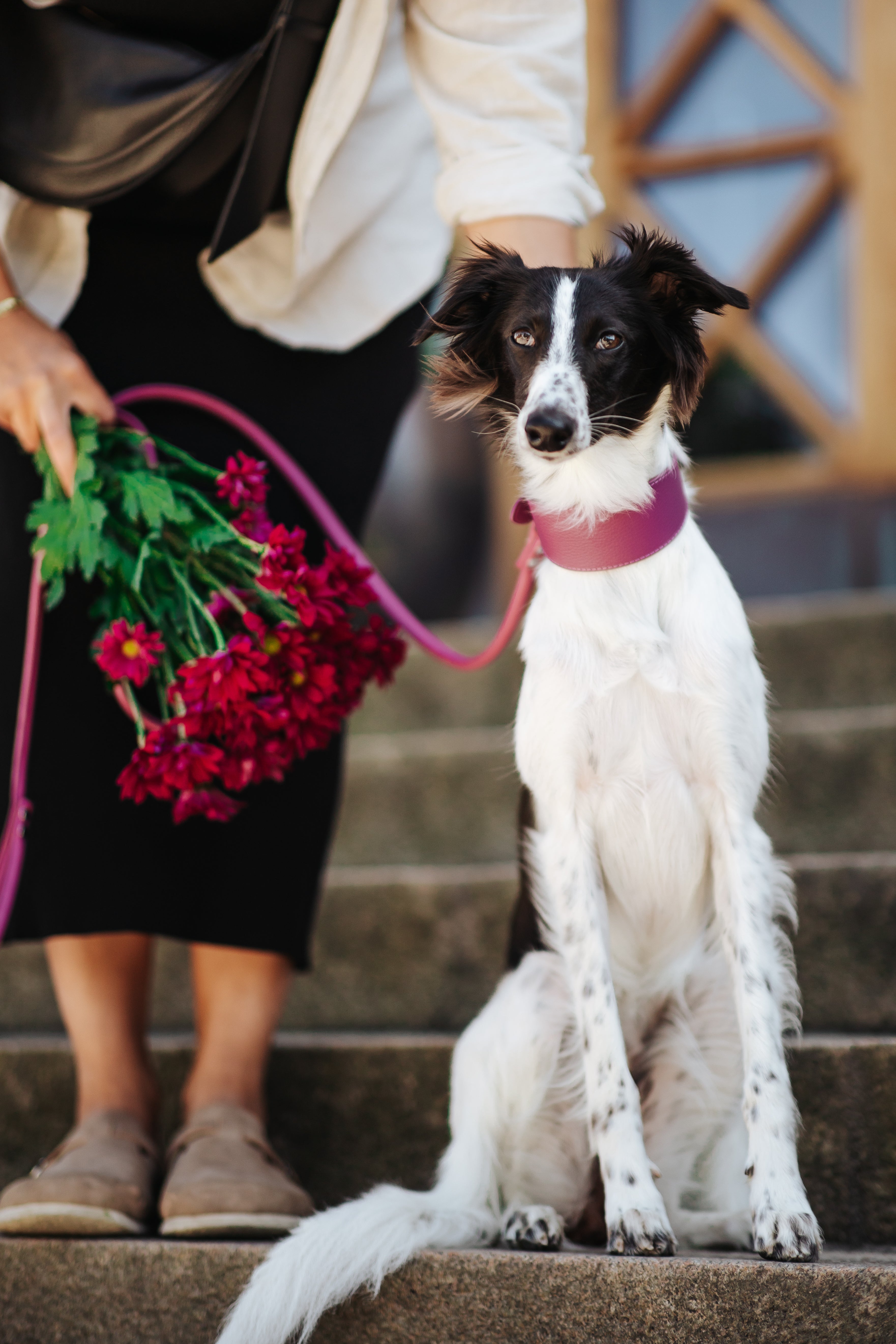 Purple Dog Lead