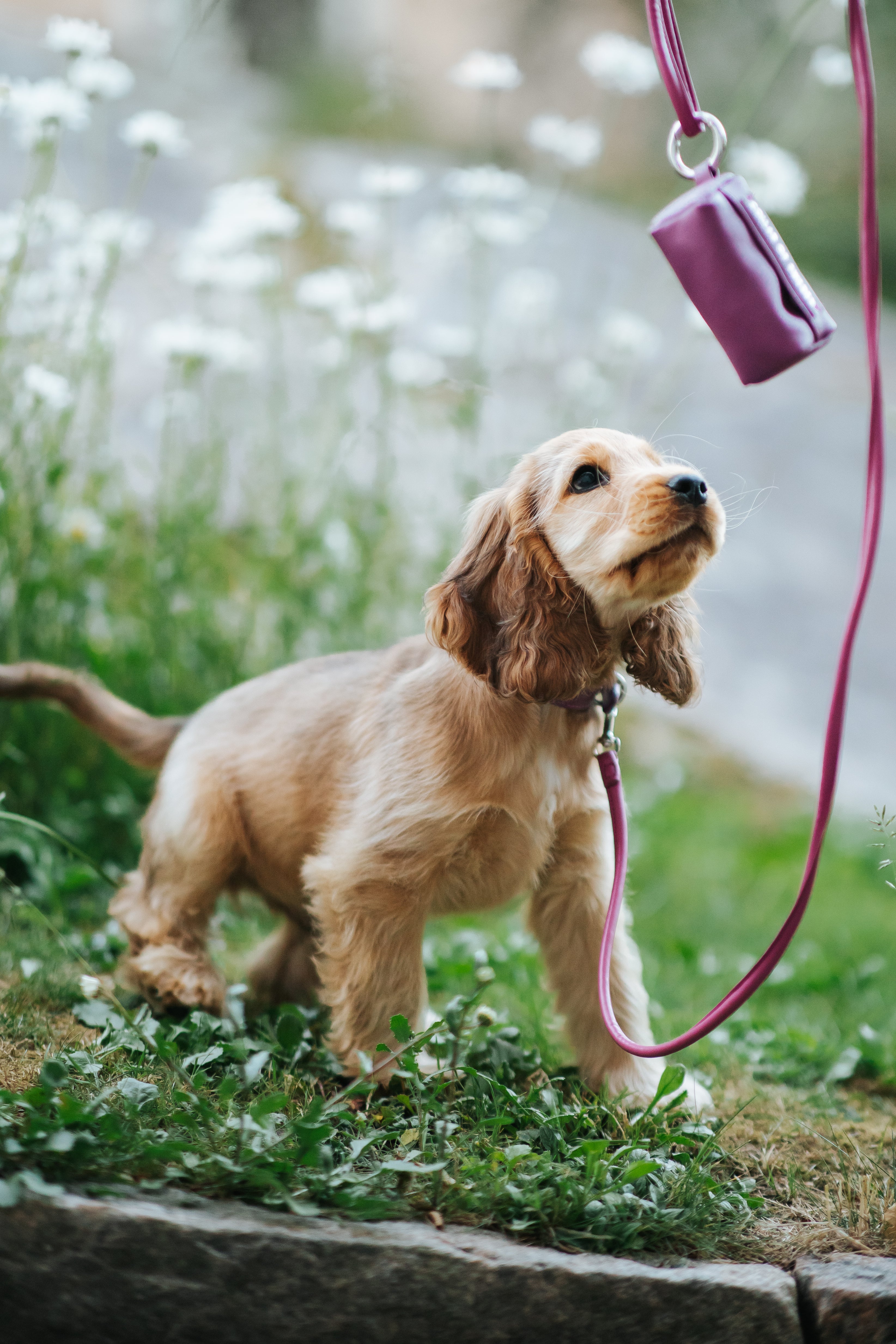 Purple Poop Bag Holder