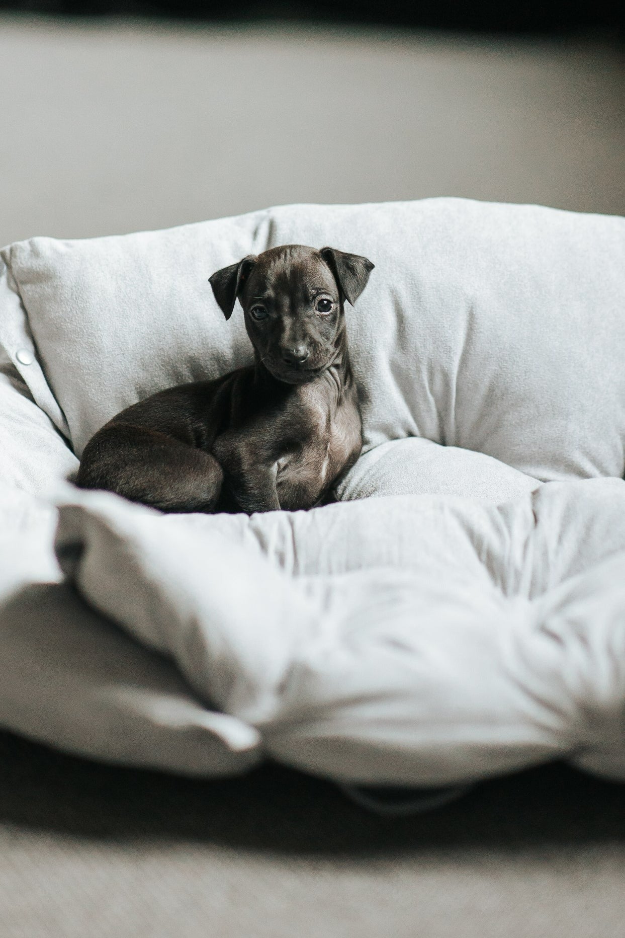 Dog Beds