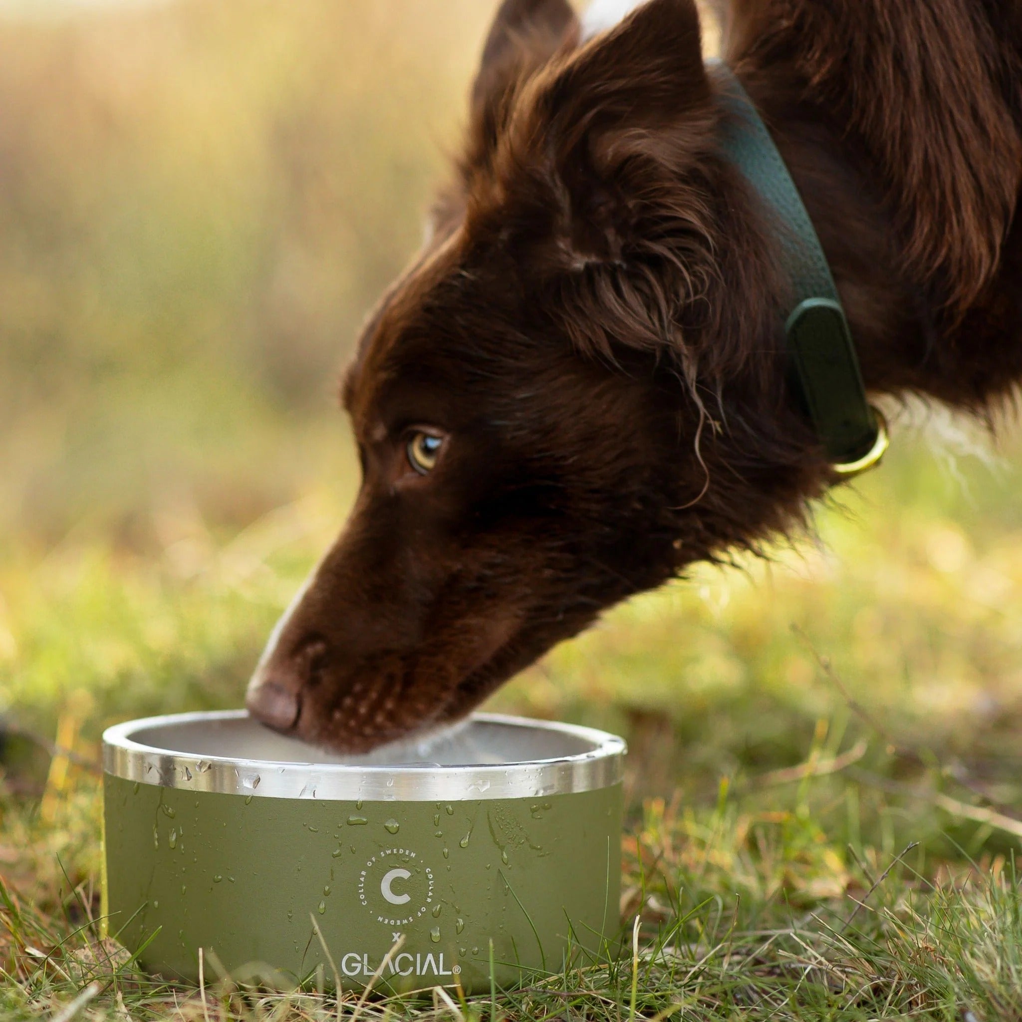 Dog Bowls