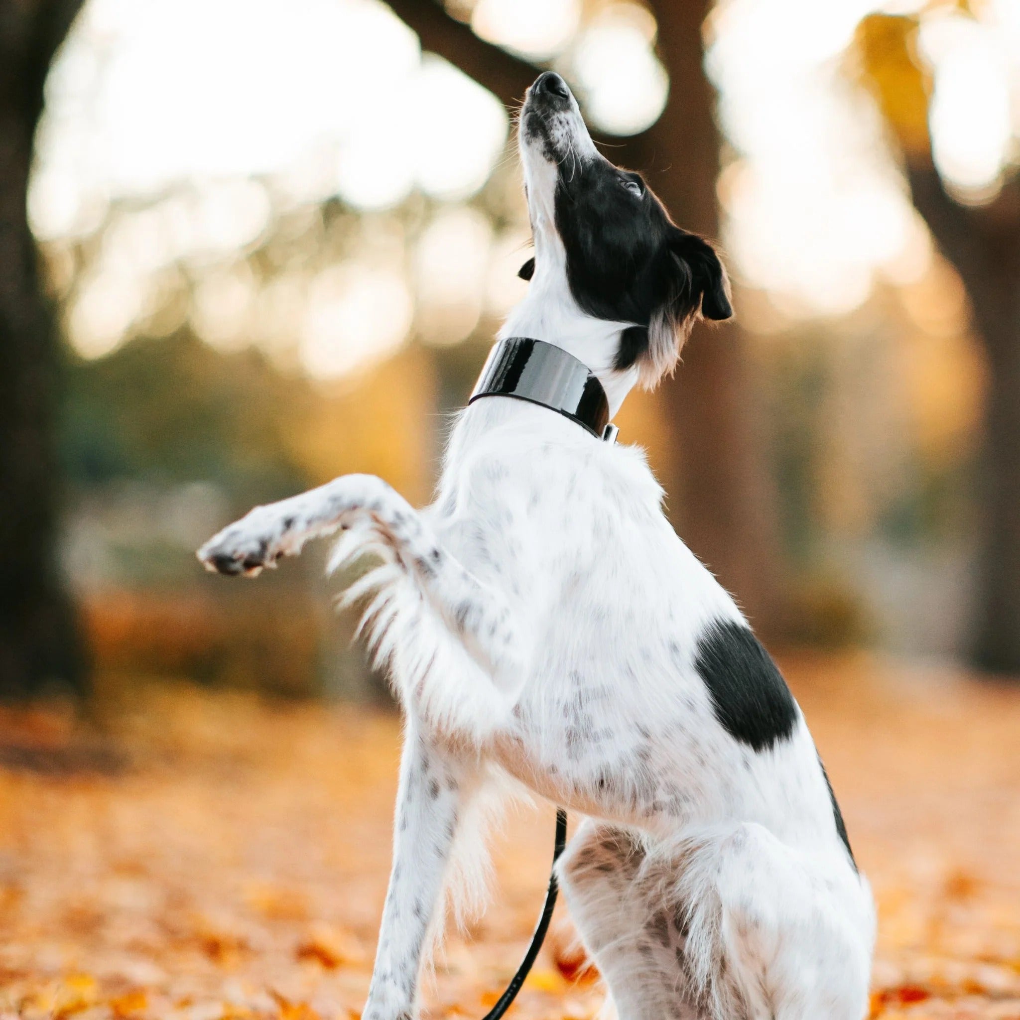 Dog Collars