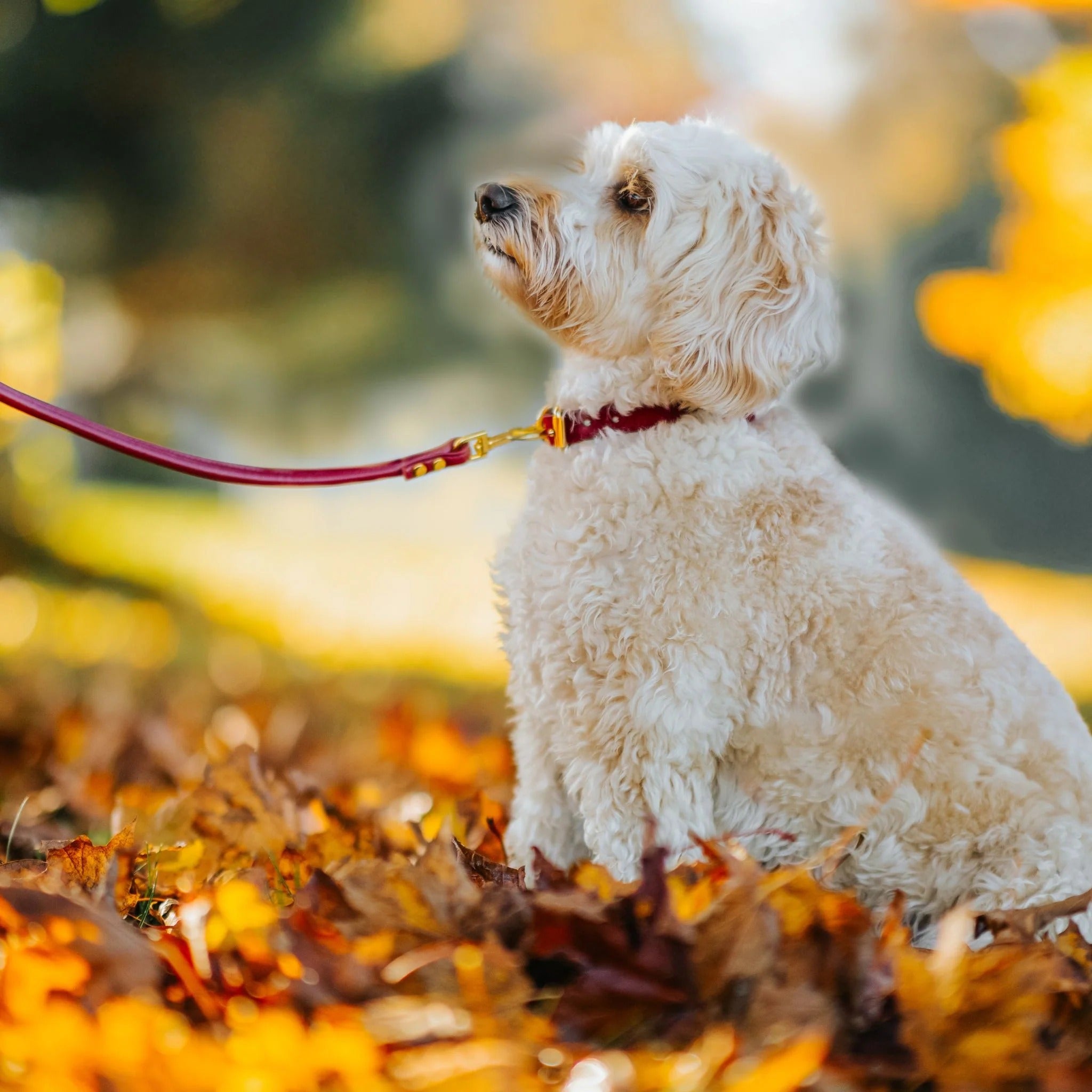 Dog Leads