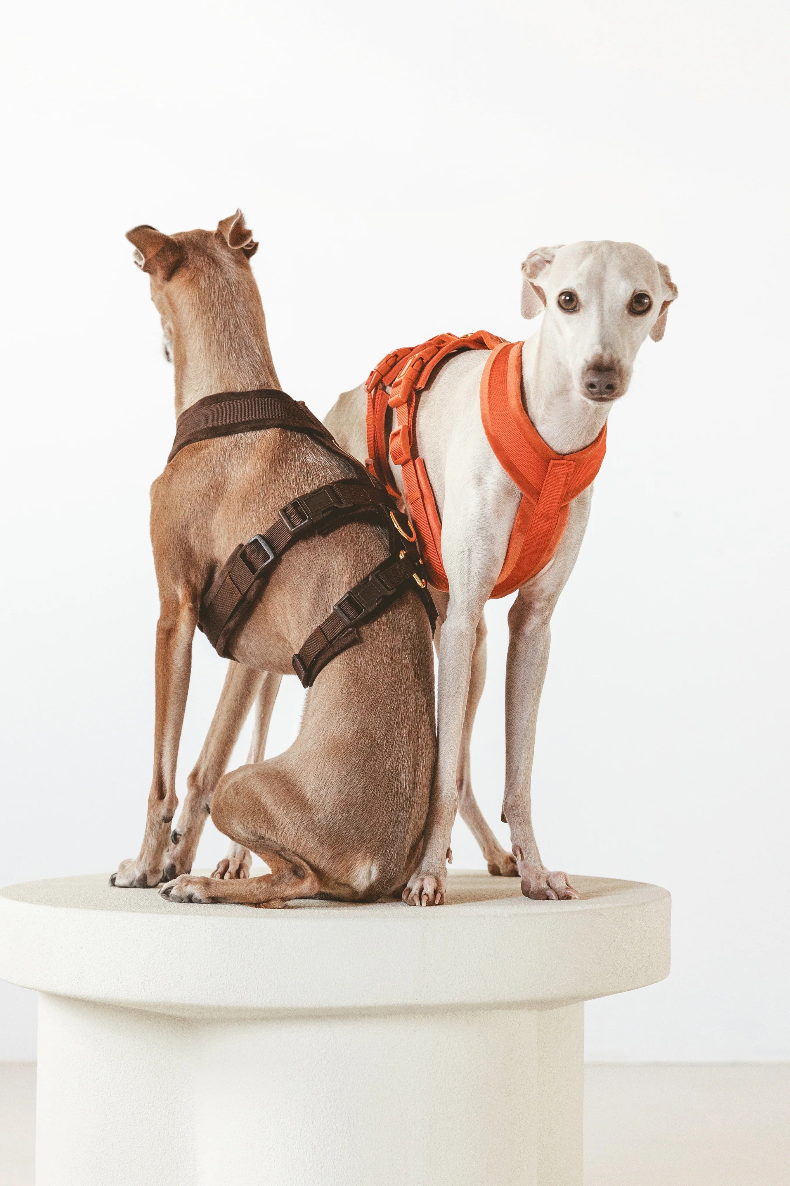 Dog Harnesses