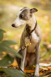 Martingale Collars
