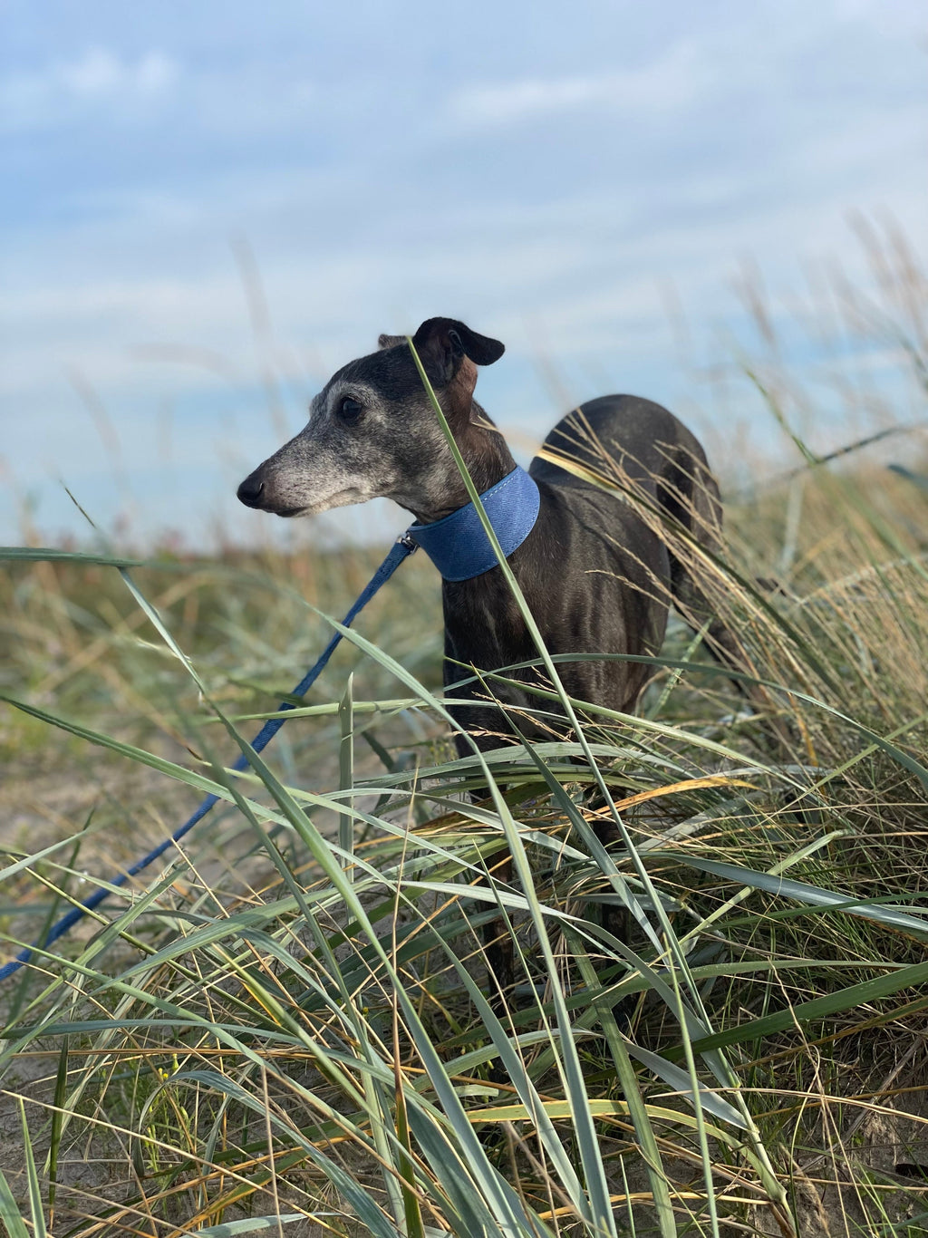 Blue Denim Dog Collar Wide