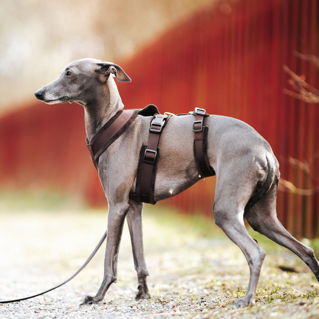 Coffee Brown Y-Harness XS