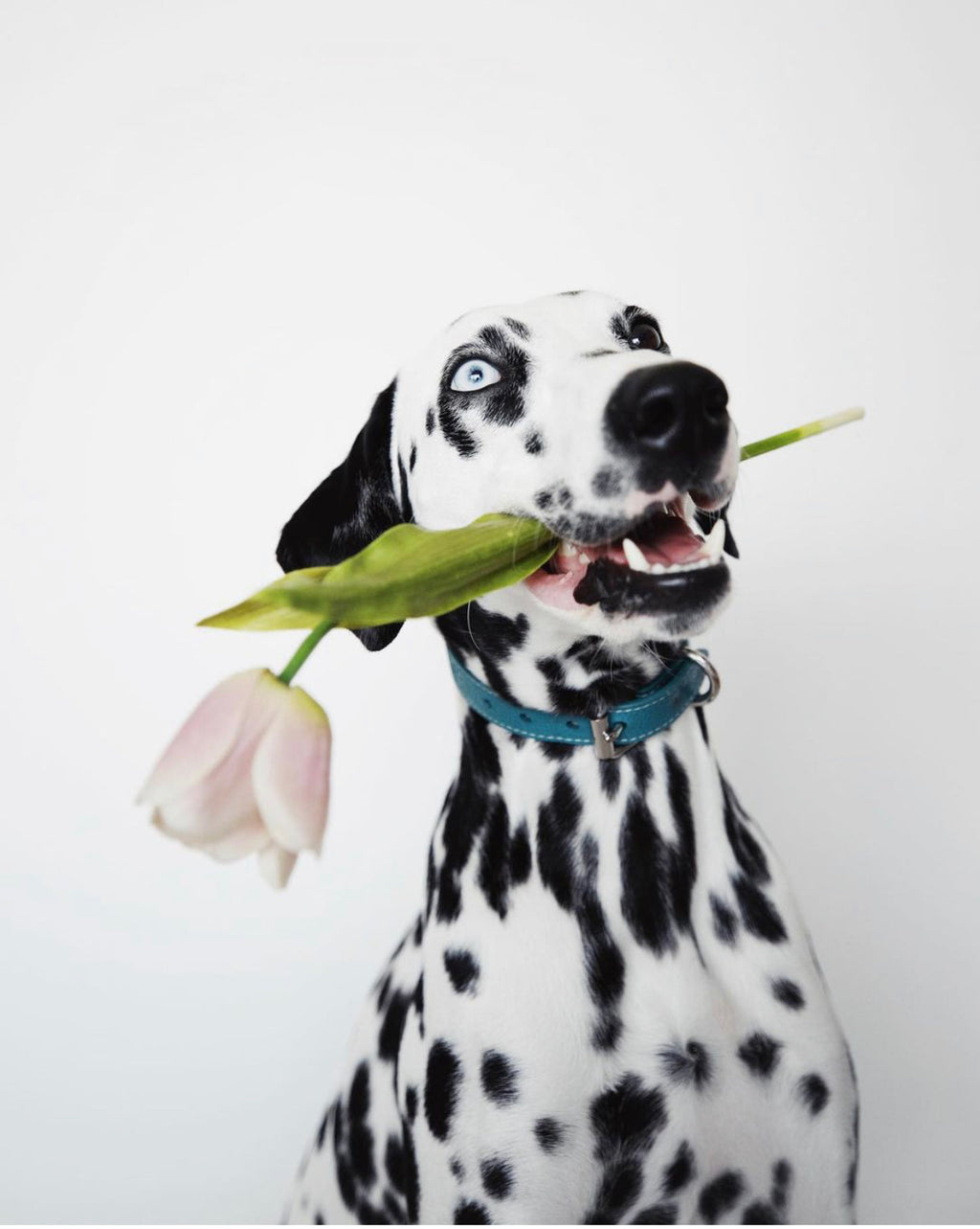 Turquoise Dog Collar Thin