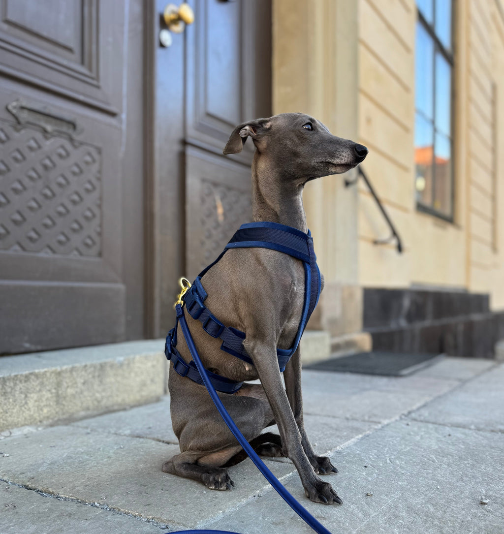 Dark Blue Y-Harness XS