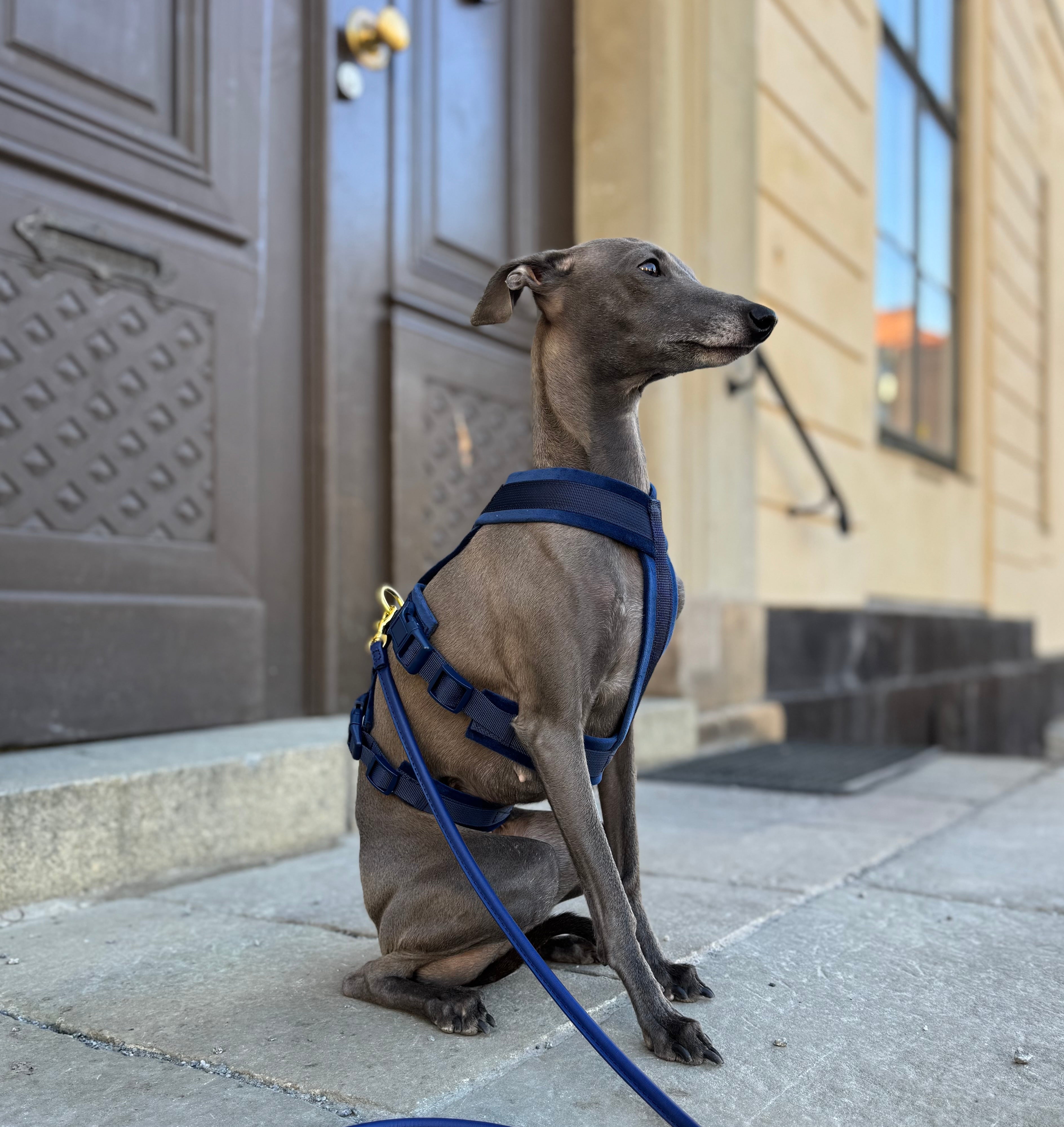 Dark Blue Y-Harness XS