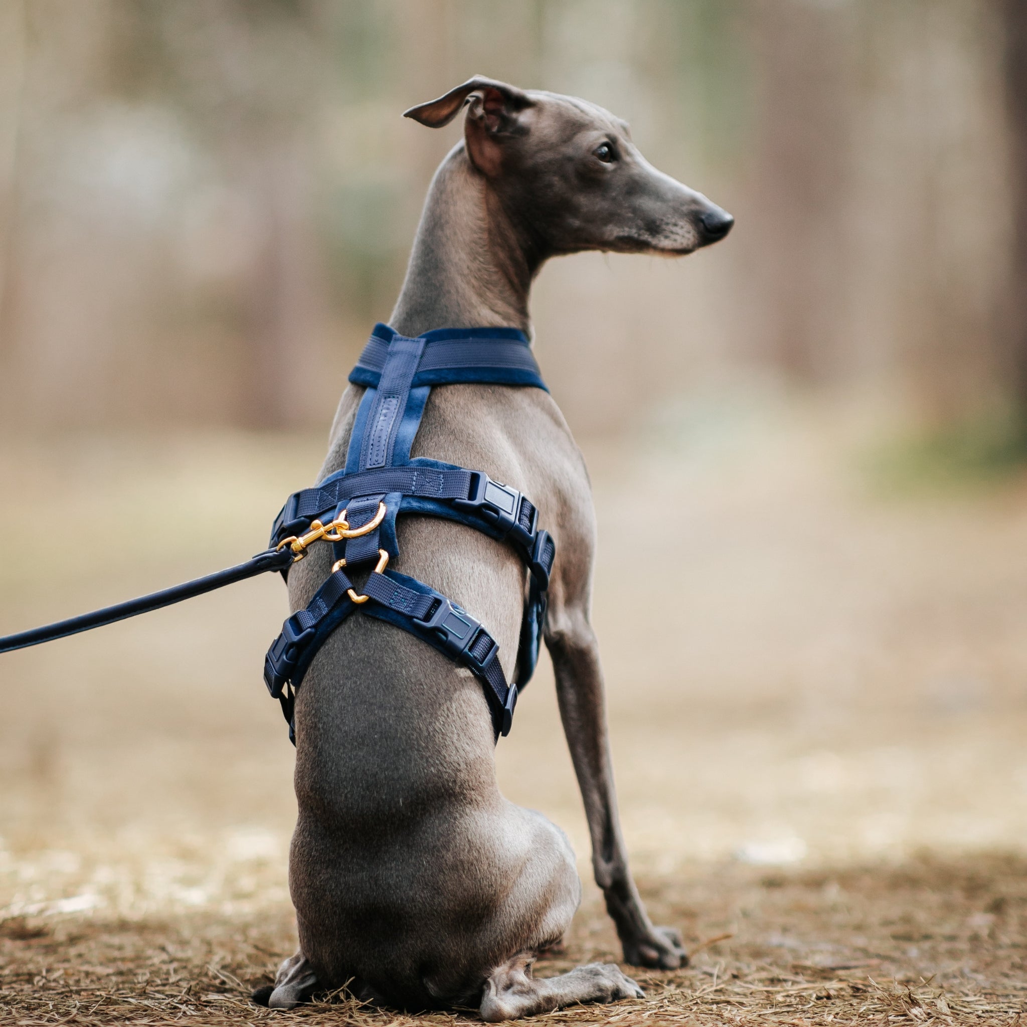 Dark Blue Y-Harness XS