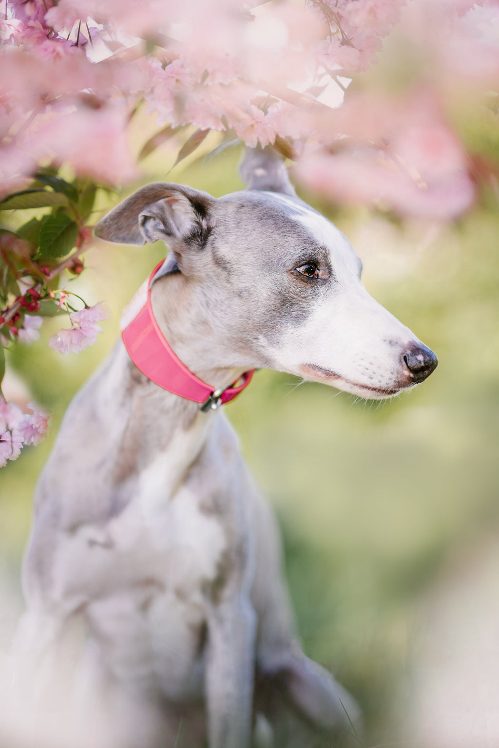 Glossy Pink Dog Collar Wide