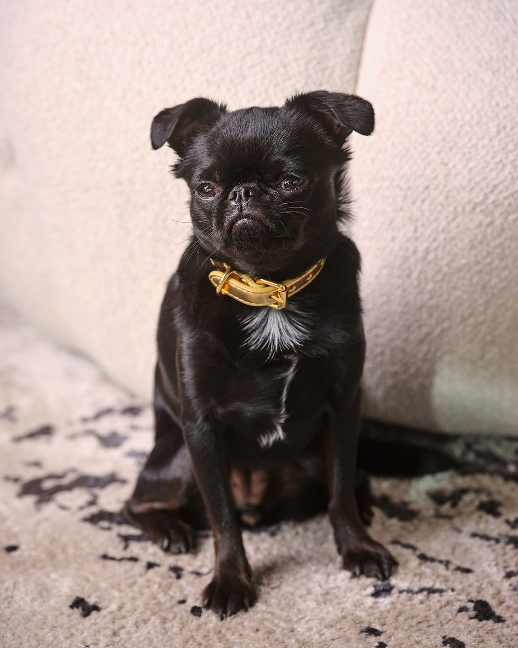 Gold Metallic Dog Collar Thin