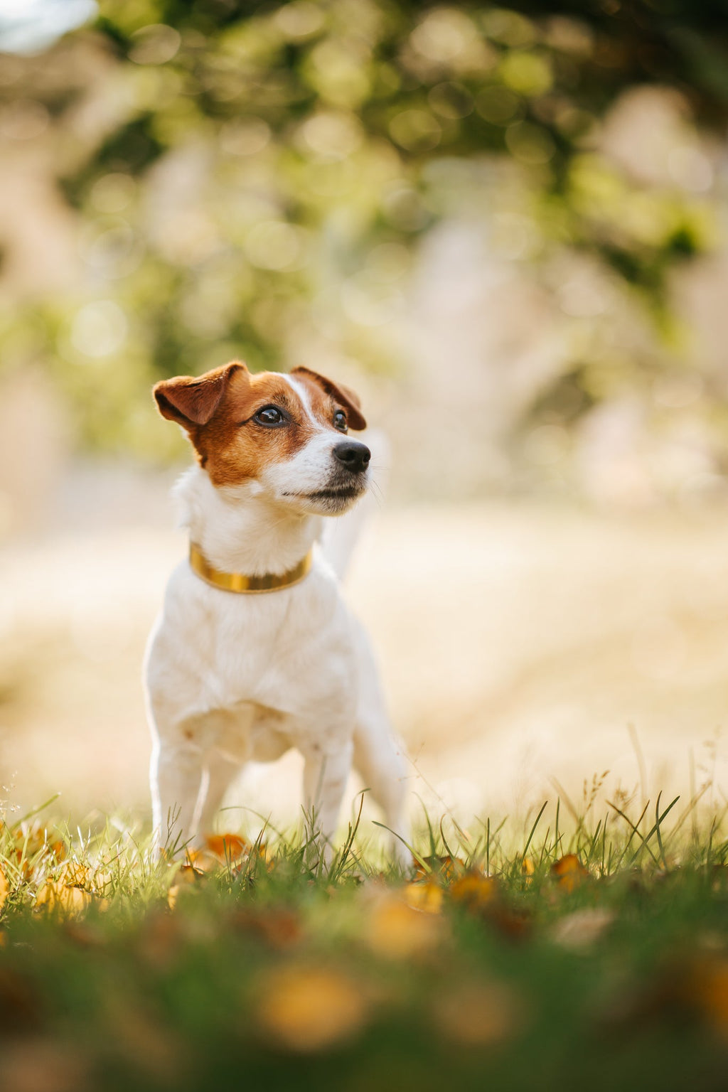 Gold Metallic Dog Collar Thin