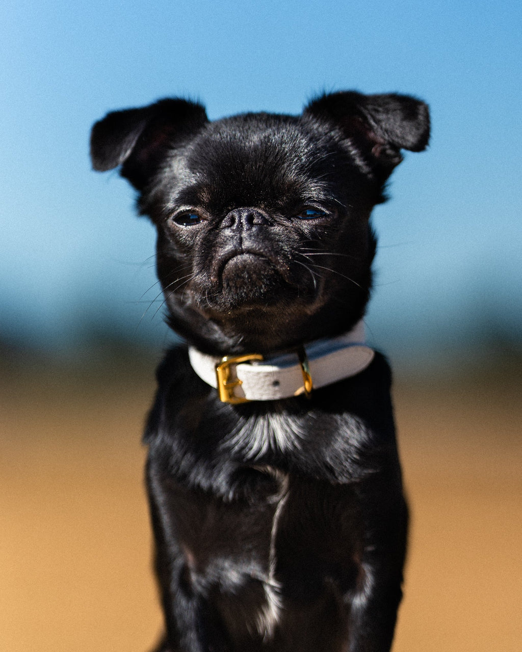 White Dog Collar Thin