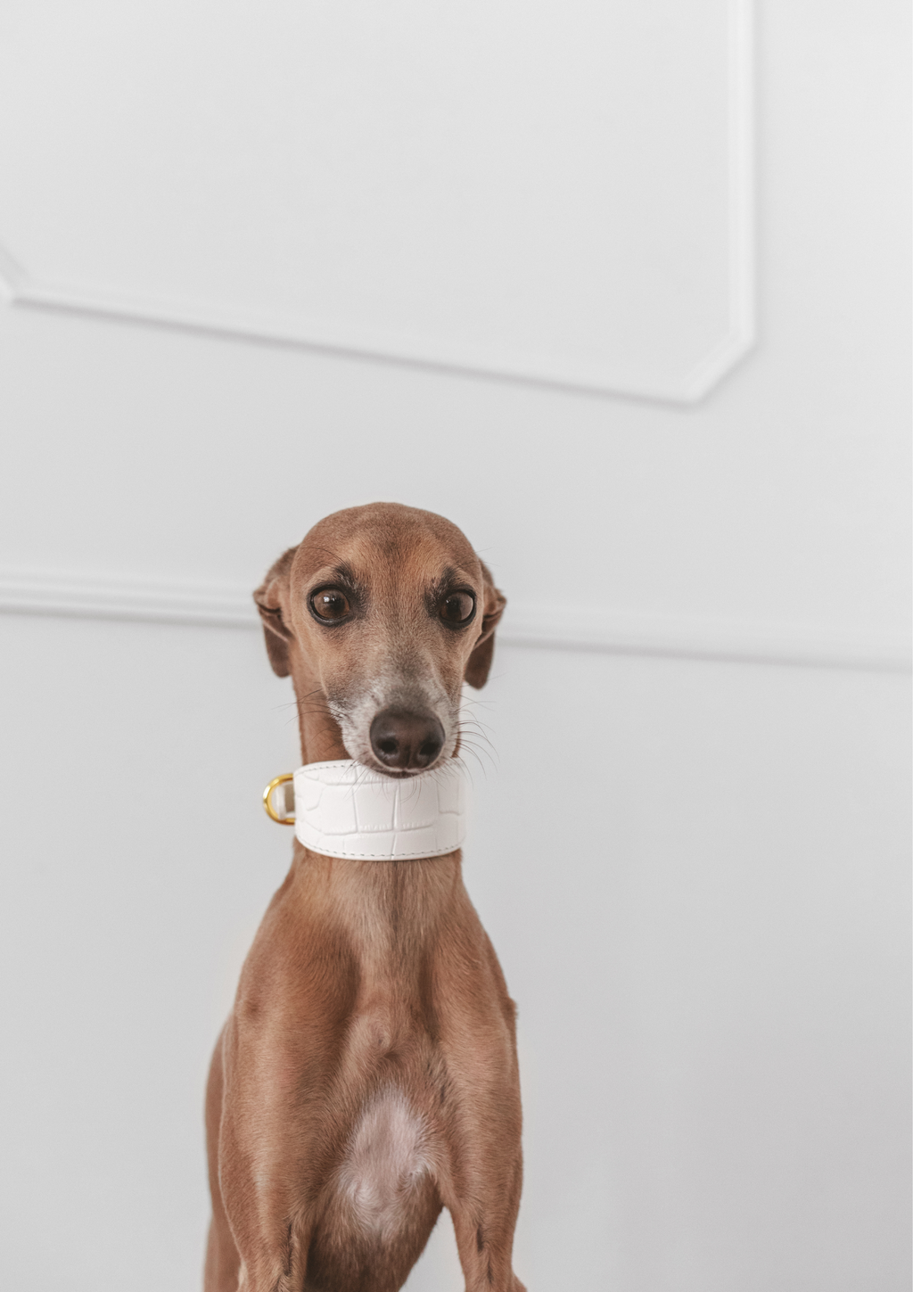 White Croco Dog Collar Wide