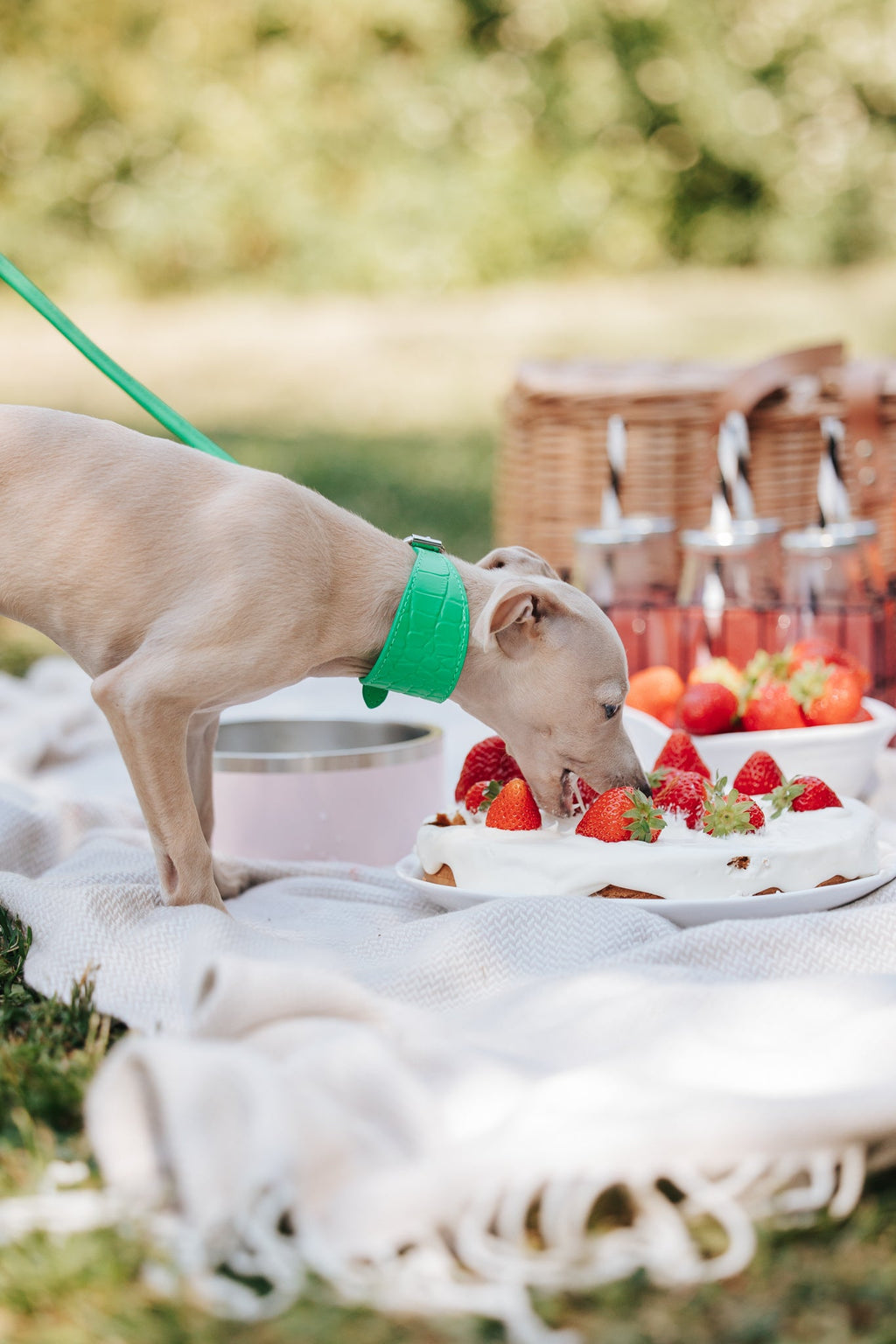 Pure Green Croco Dog Collar Wide