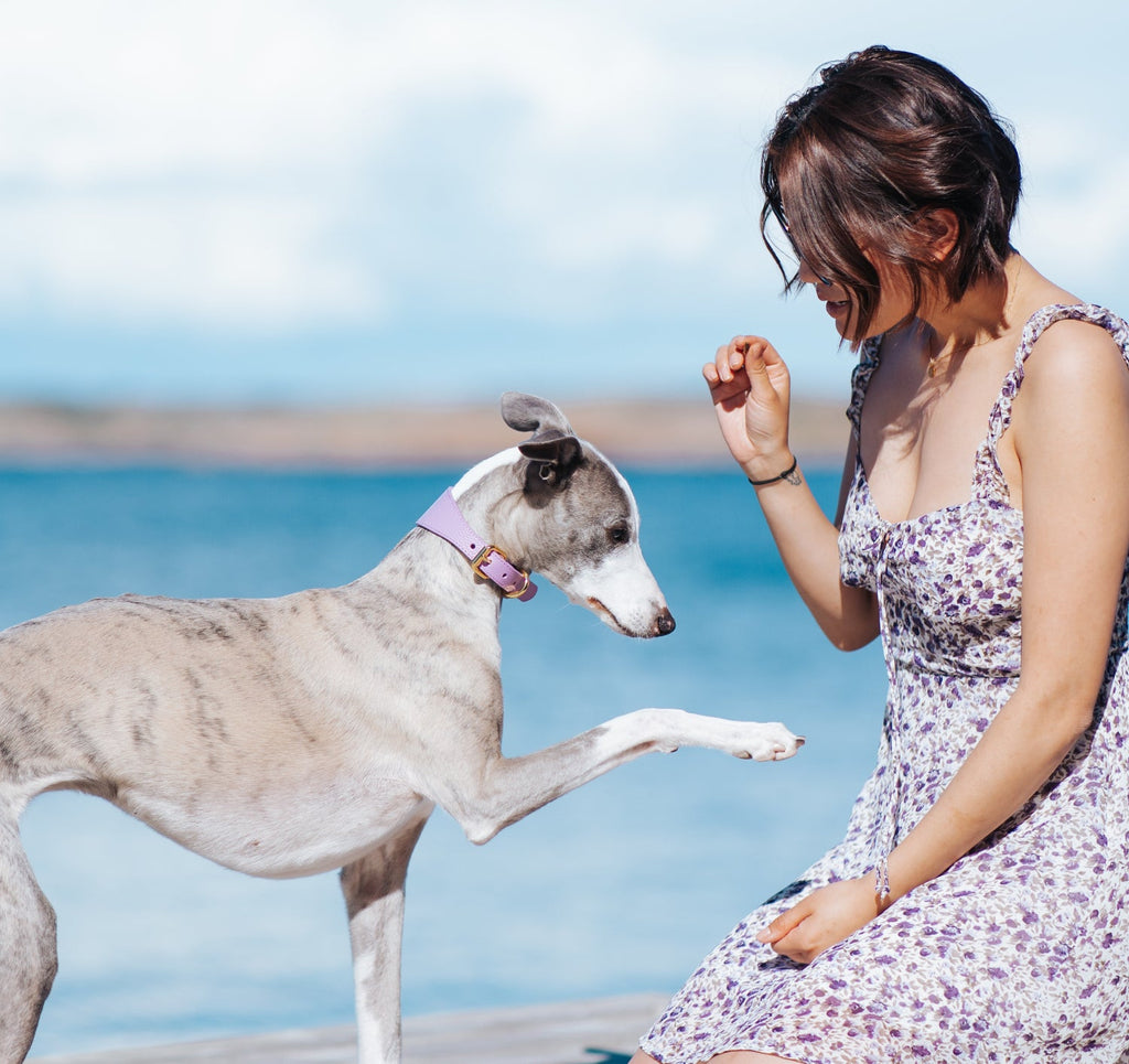 Violet Dog Collar Wide
