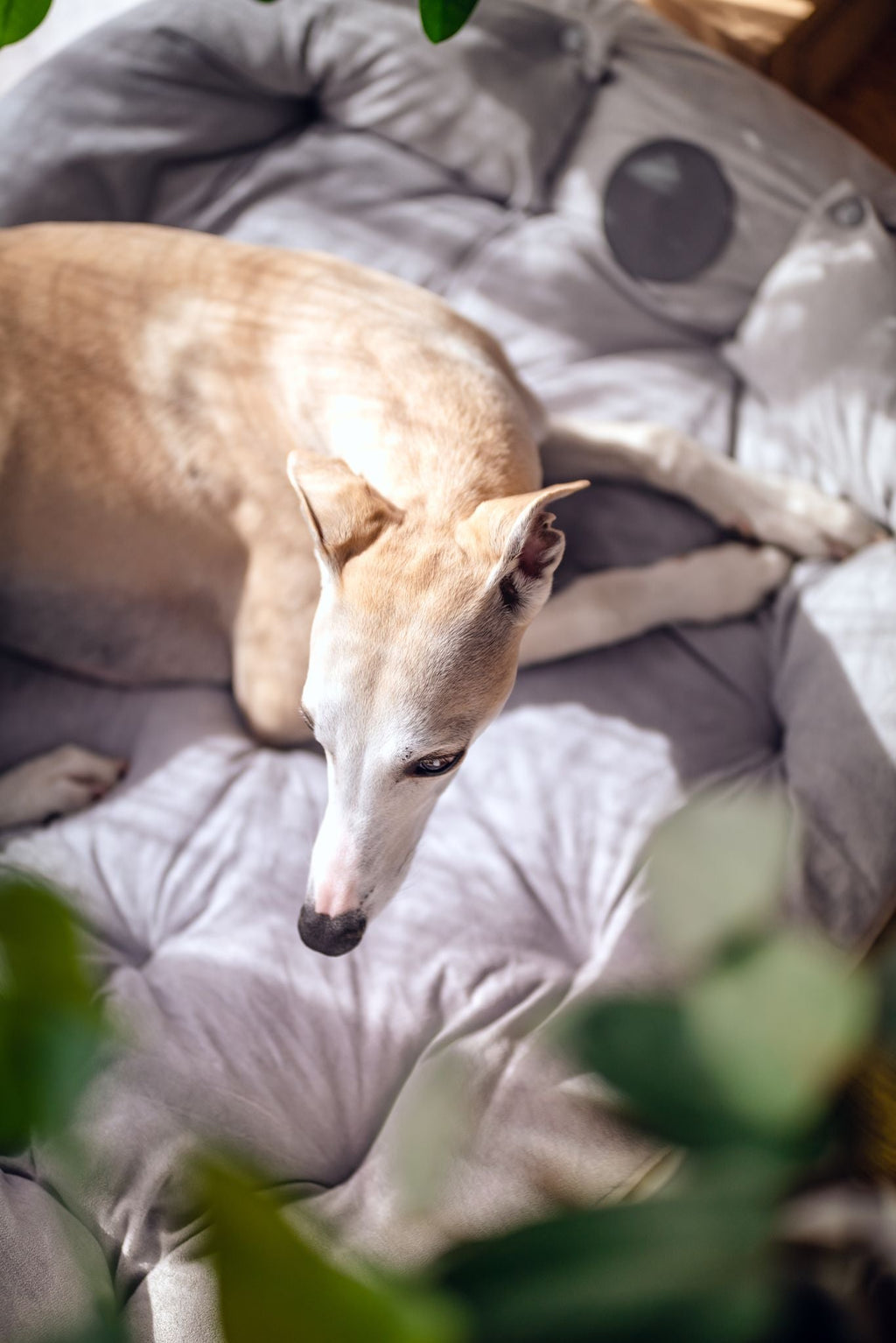 Grey Dog Bed 3in1